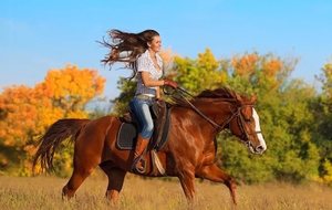К чему снятся лошади девушке и мужчине: толкования сонников
