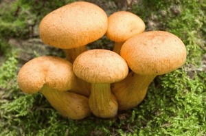 К чему снятся белые грибы